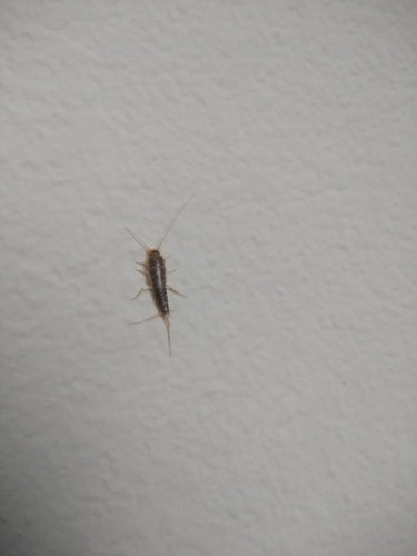 Papierfischchen — Bild 3