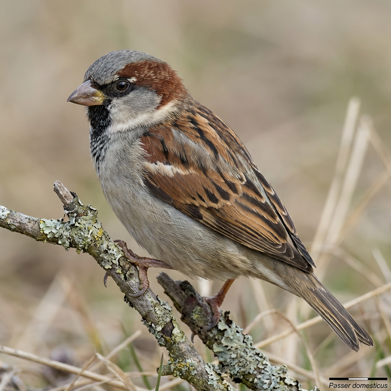 Passer Domesticus