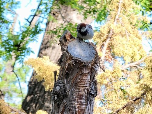 Passer Domesticus — Bild 3