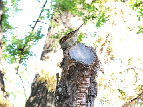 Passer Domesticus — Bild 4