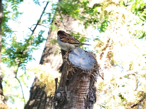 Passer Domesticus — Bild 5