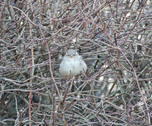Passer Domesticus — Bild 2