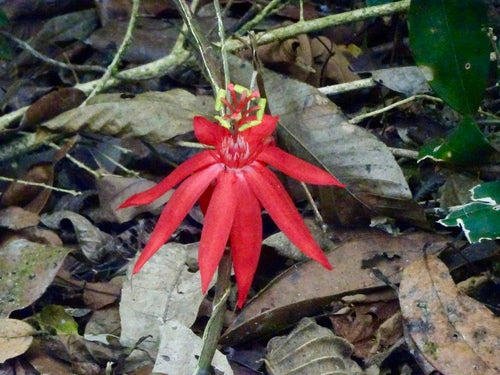 Passionsblume - Bild 3