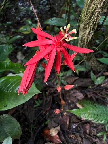 Passionsblume - Bild 1