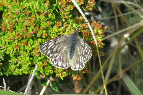 Patagonischer Weißling — Bild 3
