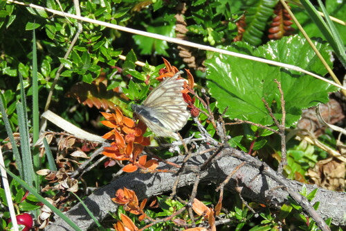 Patagonischer Weißling — Bild 5