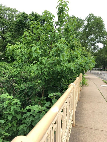 Naturaufnahme - Bild 5