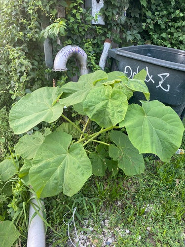 Paulownia — Bild 5