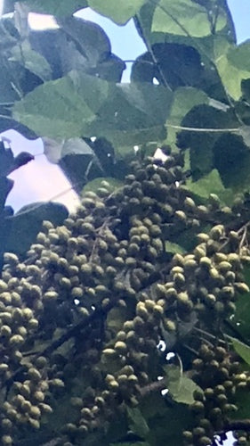 Naturaufnahme - Bild 3