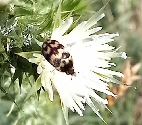 Pelzkäfer — Bild 5