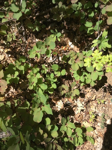 Perueckenstrauch — Bild 3