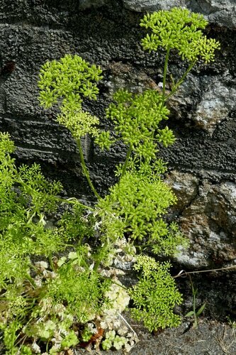 Petersilie — Bild 4