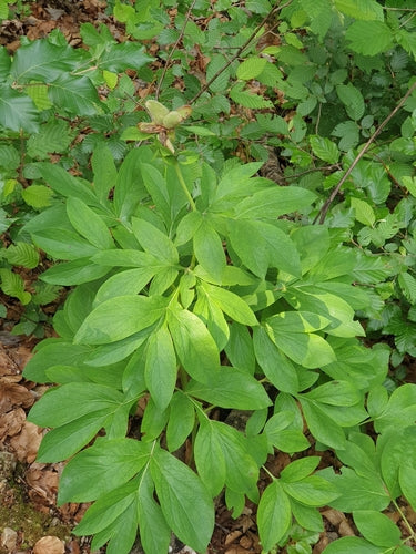 Pfingstrosen — Bild 2