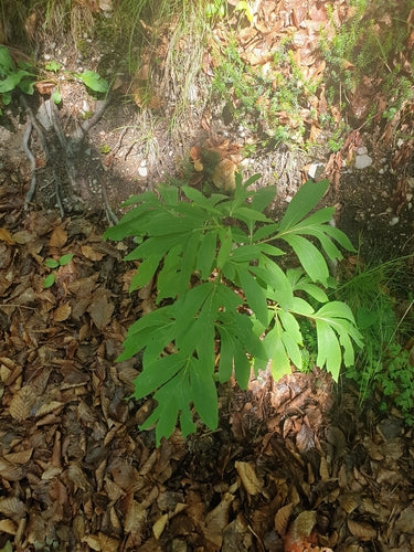 Pfingstrosen — Bild 3