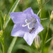 Blüte von Pfirsichblättrige Glockenblume (Campanula persicifolia) in Nahaufnahme (KI-generiert)