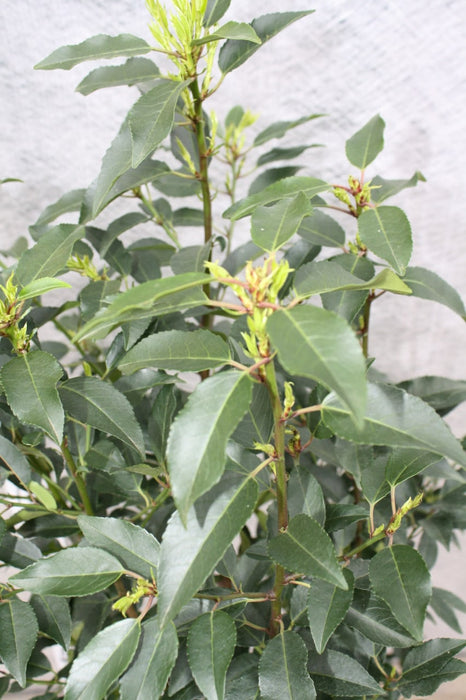 Portugiesischer Kirschlorbeer 'Angustifolia' – Lieferzustand (Ballen / 60–80 cm)