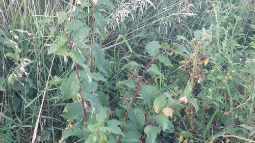 Pflaumenbaum — Bild 5