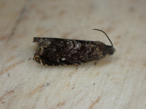 Pflaumenwickler — Bild 5
