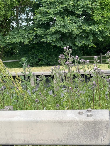 Phacelia — Bild 4