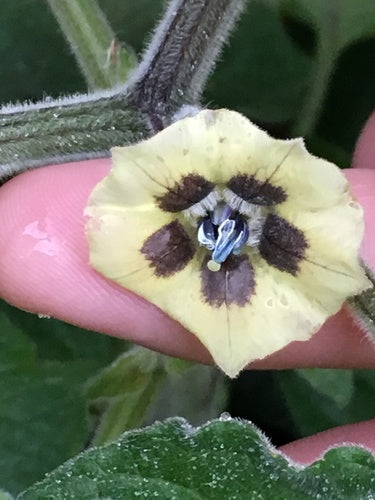 Physalis — Bild 4