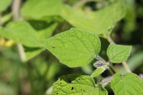 Physalis — Bild 5
