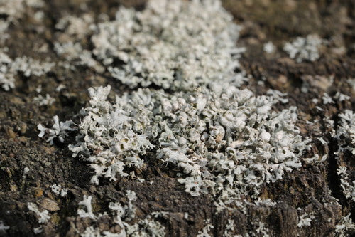 Physcia-Flechte — Bild 4 von 9
