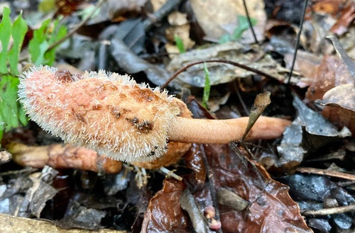 Pilz — Bild 4