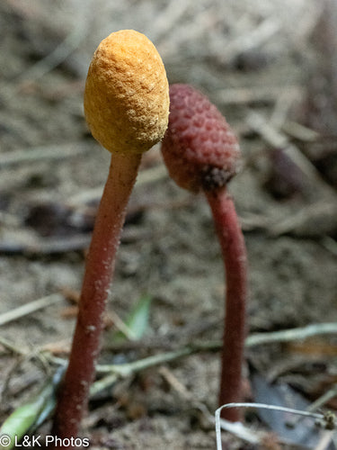 Pilz — Bild 3