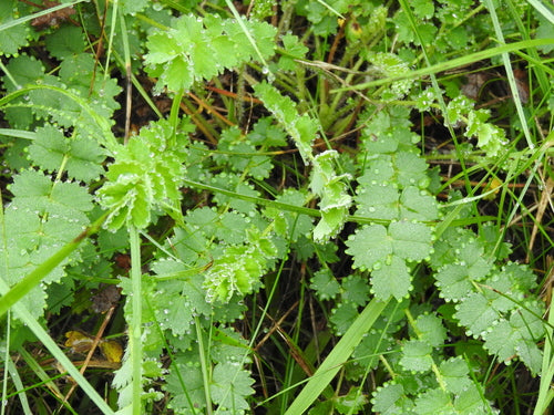 Pimpinelle — Bild 4
