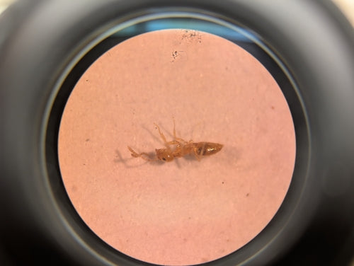 Plagiolepis alluaudi — Bild 5 von 8
