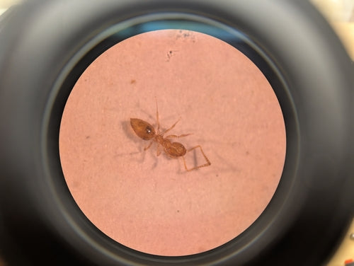Plagiolepis alluaudi — Bild 4 von 8