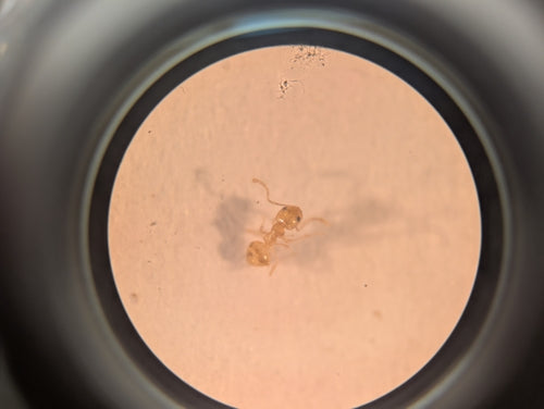 Plagiolepis alluaudi — Bild 3 von 8