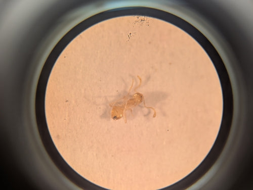 Plagiolepis alluaudi — Bild 2 von 8