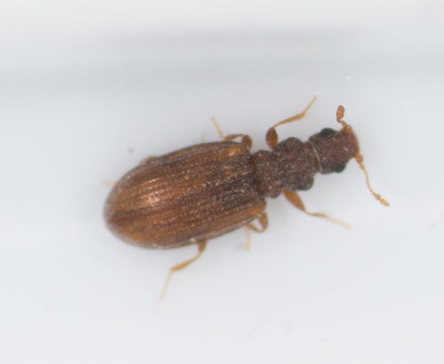 Plaster Beetles — Bild 2