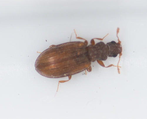 Plaster Beetles — Bild 3