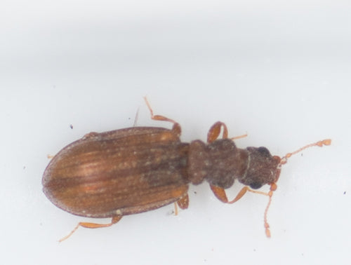 Plaster Beetles — Bild 4