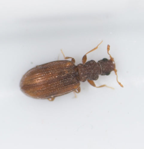 Plaster Beetles — Bild 1