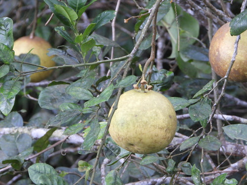 Pomeranze — Bild 5 von 8