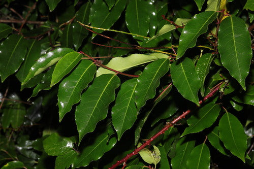 Portugiesischer Kirschlorbeer — Bild 1