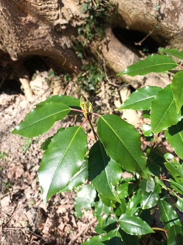 Portugiesischer Kirschlorbeer — Bild 2