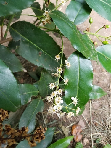 Portugiesischer Kirschlorbeer — Bild 3