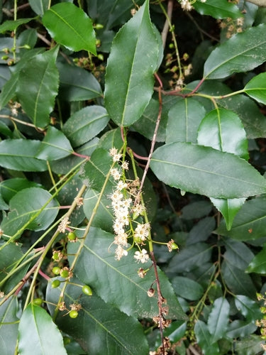 Portugiesischer Kirschlorbeer — Bild 4