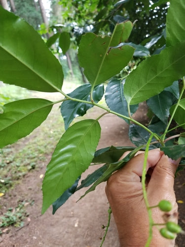 Portugiesischer Kirschlorbeer — Bild 5