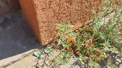 Portulak Roeschen — Bild 5