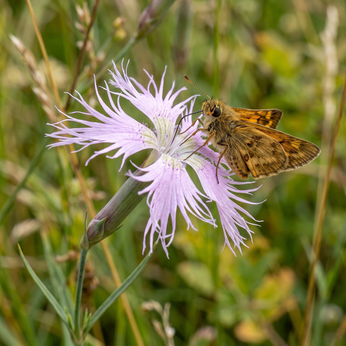 Blüte von Pracht-Nelke (Dianthus superbus) in Nahaufnahme (KI-generiert)