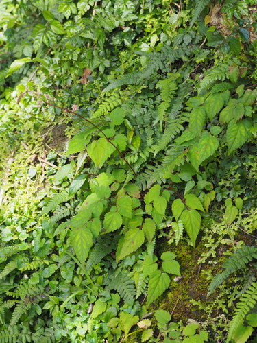 Prachtspieren — Bild 3 von 10