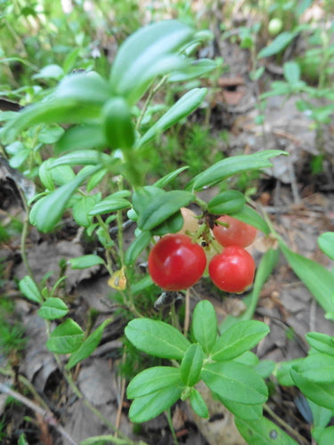 Preiselbeeren — Bild 4
