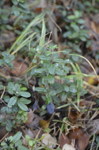 Preiselbeeren — Bild 1