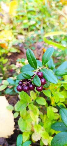 Preiselbeeren — Bild 3