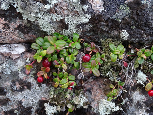 Preiselbeeren — Bild 2